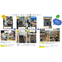 苗づくりの様子🥦