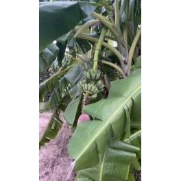 バナナができていました🍌⁉