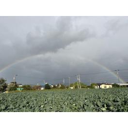 ブロッコリー畑と虹