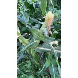 収穫真近です🌽！