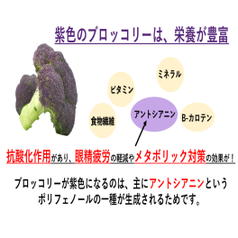 紫色のブロッコリーは、栄養価が高い！！